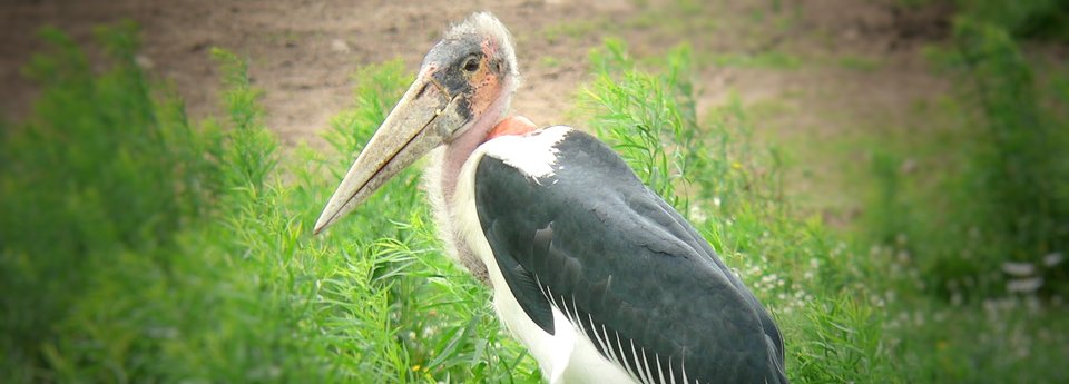 marabout_carminbook-945