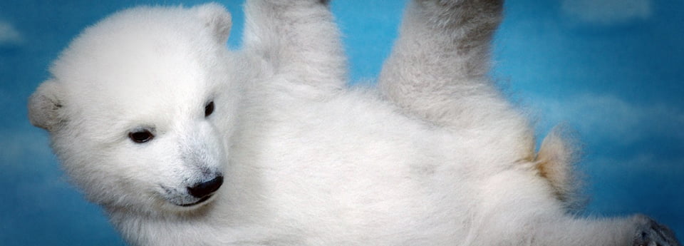 ours-ridley-scott-carminbook